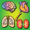 Los órganos del cuerpo para niños: Enseña a los niños en el hogar y en las aulas, alrededor de diecisiete diferentes órganos (cerebro, el páncreas, los riñones y muchos más)