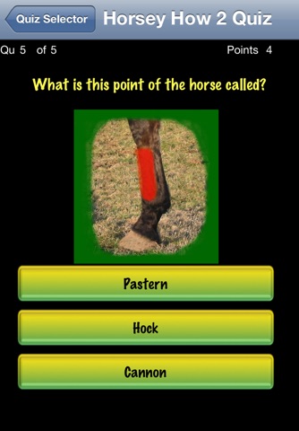 Horse Quiz screenshot 3