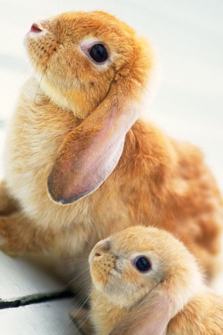 Bunny Wallpapers & Backgrounds for iPhone screenshot 2