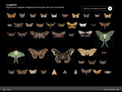 Winged Tapestries: Moths at Large screenshot 2