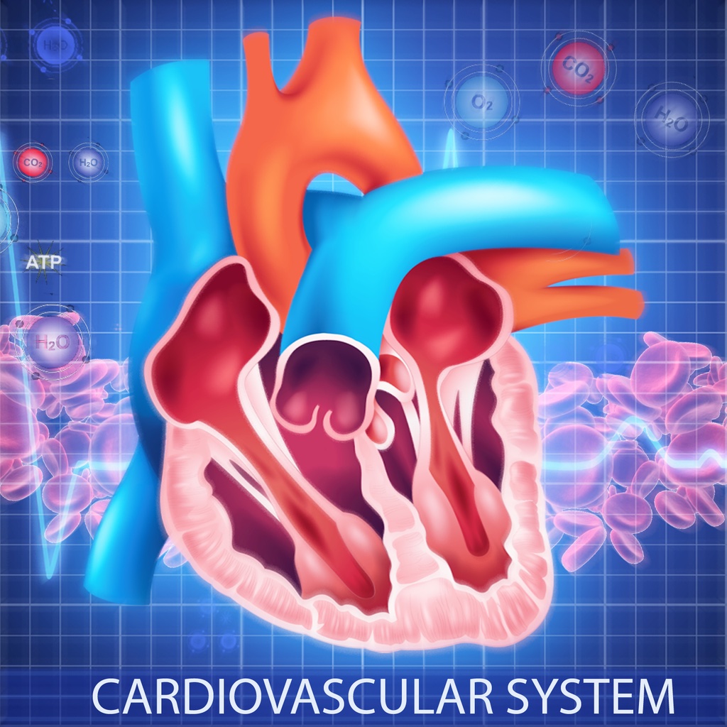 The Cardiovascular