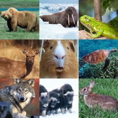 Activities of What's The Animal Name (100 Puzzles)