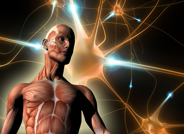 ATLAS: Human Body A-Z FREE for iPad
