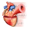 Miniatlas Cardiology