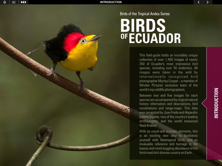 Birds Of Ecuador