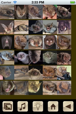 Swiss Bats screenshot 4