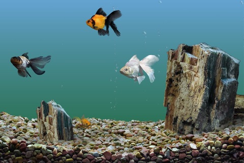 Goldfish Aquarium screenshot 2