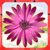 Fun Garden - The Match the flower summer game - Free Edition