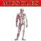 The Muscle Flash Cards present a unique study approach to anatomy using repetition to aid the student's ability to recall pertinent information relating to the muscular system