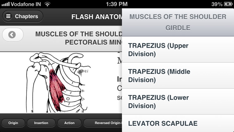 Flash Anatomy Muscles - Free