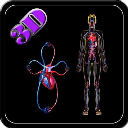 3D Human System And Heart Circulation