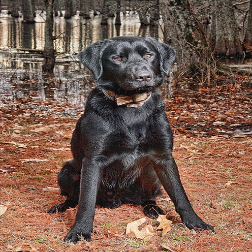 Beautiful Big Dogs