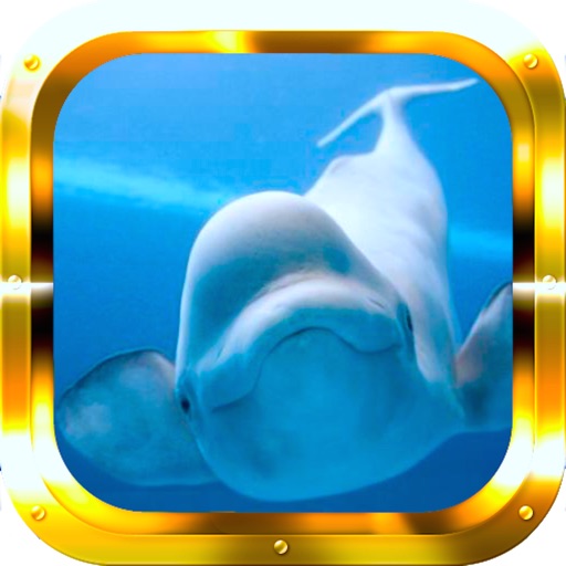 Splashy Flappy Whale icon