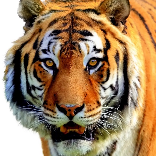 Tiger Wallpapers & Backgrounds HD for iPhone icon