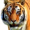 Tiger Wallpapers & Backgrounds HD for iPhone