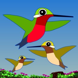 Hummingbird Game