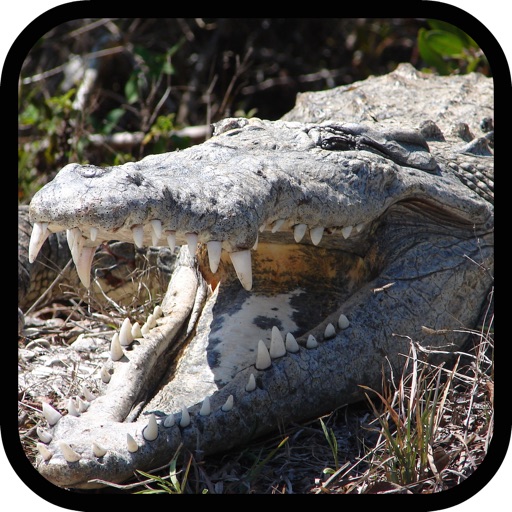 Crocodile Hunter Icon