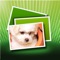 Pet Wallpaper is a library of pet pictures to be used as wallpaper for your iPhone or iPod touch