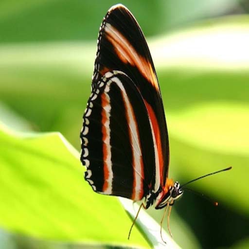 Attractive Butterflies