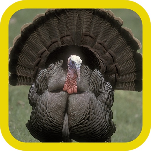 Turkey Hunter Gold Icon