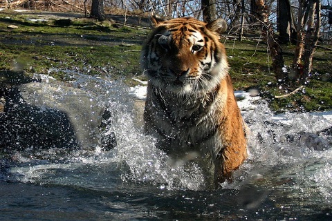 Tiger** screenshot 3