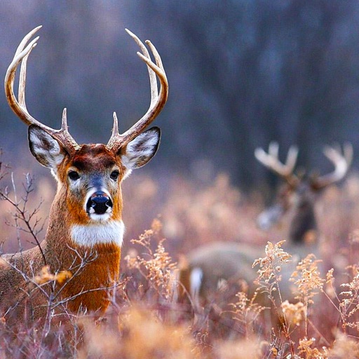 Deer Hunting Contract Hunter Gold iOS App
