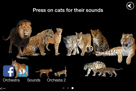 Wild Cats Orchestra Premium screenshot 4