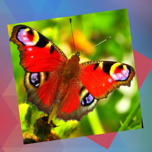Déjà Vu - Butterflies iOS App