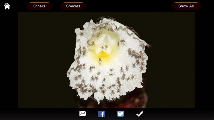 Spiders eGuide screenshot-3