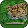 Animal and WildLife Wallpapers HD for All iPhone and iPad