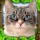 Stray Cat Simulator