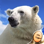 Jigsaw Wonder Polar Bear Puzzles for Kids Free
