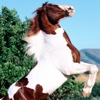 Horse Breeds Collection Pro