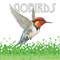Gobirds Bird Game Edition