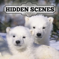 Activities of Hidden Scenes - Polar Bears
