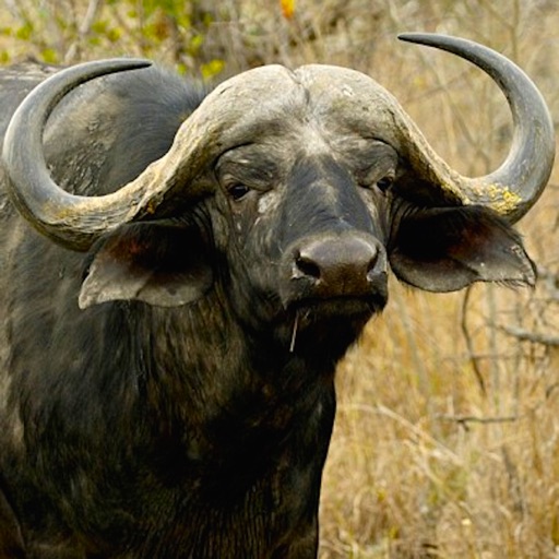 Buffalo Hunting Challenge iOS App