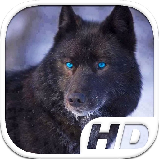 Black Wolf Simulator HD Animal Life iOS App