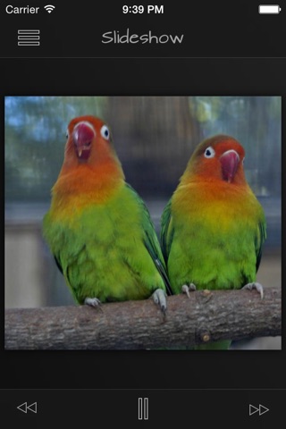 Parrots Pedia screenshot 2