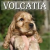 Cocker Spaniel "Volcatia"