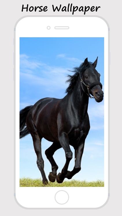 Download Free Mobile Phone Wallpaper Horse  1100  MobileSMSPKnet