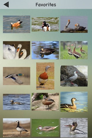 Ducks, Geese and Swans screenshot 2