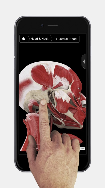 Muscle System Pro III - iPhone Edition
