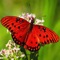 This application contains a lot of beautiful Butterfly Wallpapers