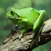 Frog Sounds - Over 90 High Quality Effects Ringtones and More
