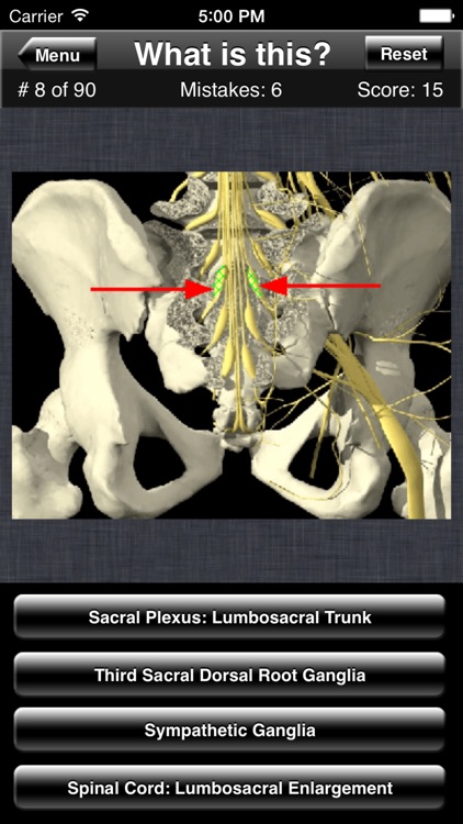 Anatomy Spine Quiz