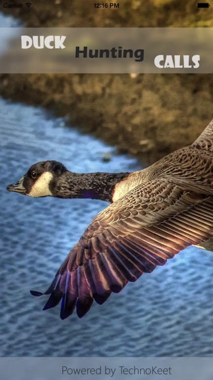 Easy Duck Hunting Calls - Finest Duck Hunting Calls which Every Duck Hunter Must Use