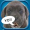 Make your pet talk