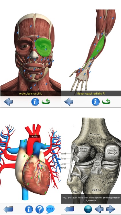Visual Anatomy Lite screenshot-4