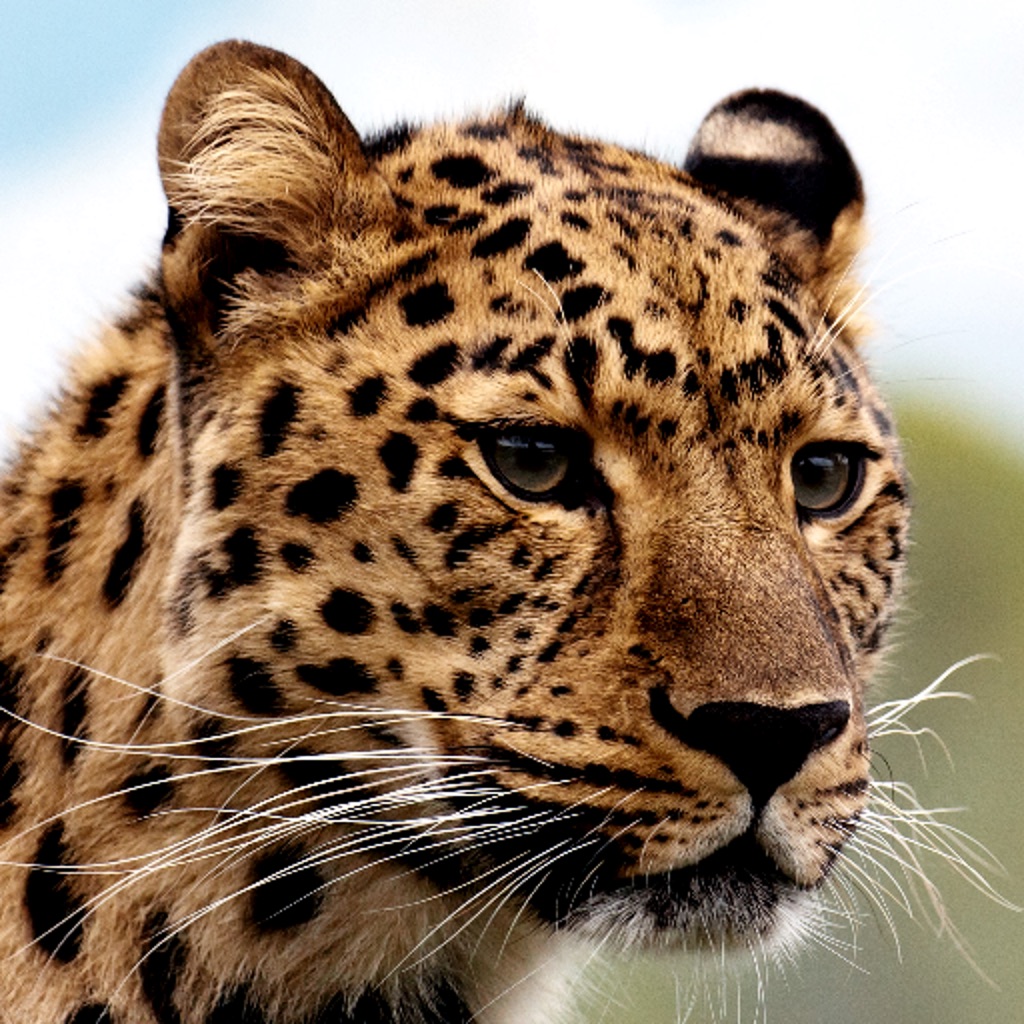 leopard.下载量预估