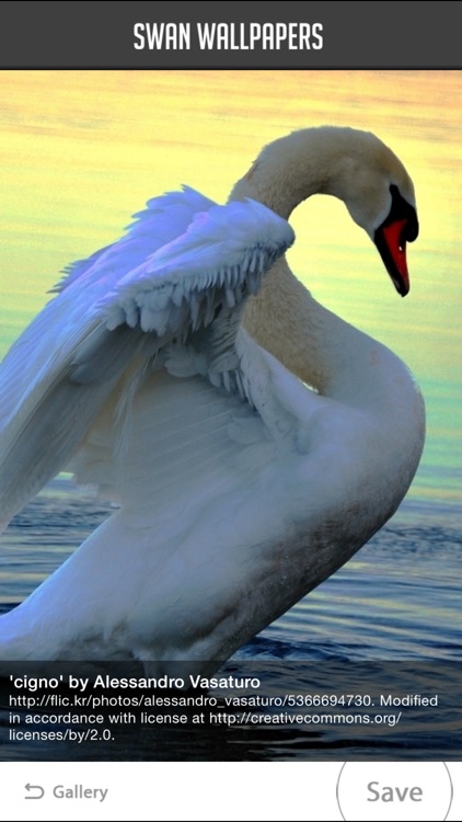 Swan Wallpapers screenshot-4